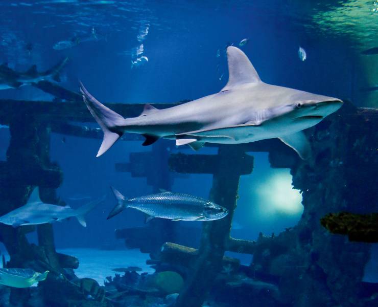 Mandalay Bay Aquarium Shark Reef