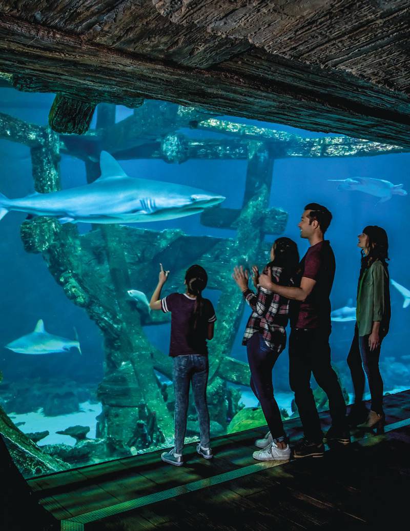See creatures of the sea and more at Shark Reef Aquarium in Las