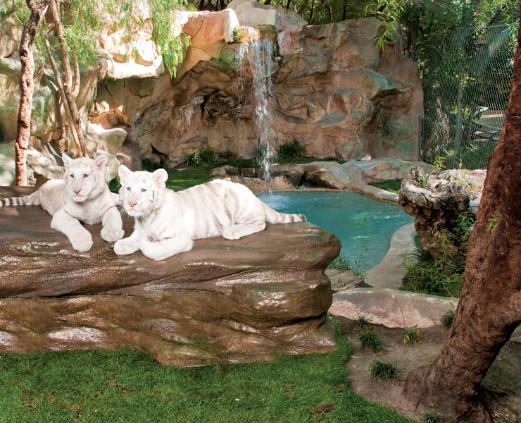 Find big cats and more at Siegfried & Roy's Secret Garden and Dolphin  Habitat in Las Vegas - Las Vegas Magazine