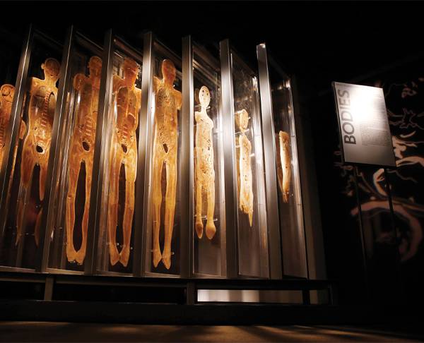 Bodies The Exhibition In Las Vegas Offers A Teachable Moment Las Vegas Magazine 8984