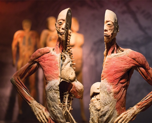 Explore the human form like never before at REAL BODIES at Bally’s in Las Vegas
