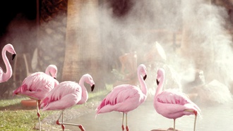 See flamingos and other exotic creatures at this Flamingo attraction.