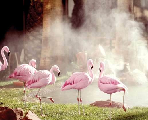 See flamingos—and plenty of other types of exotic, beautiful creatures—at the Wildlife Habitat at Flamingo in Las Vegas.