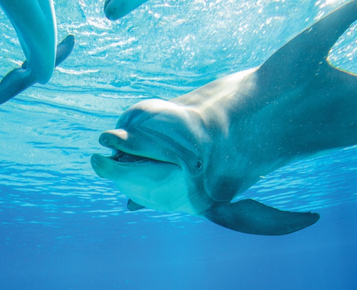 Want to meet a dolphin face to face? You can at Siegfried & Roy’s Secret Garden & Dolphin Habitat at The Mirage in Las Vegas
