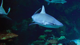 The attraction's multiple exhibits provide an up-close look at undersea creatures.