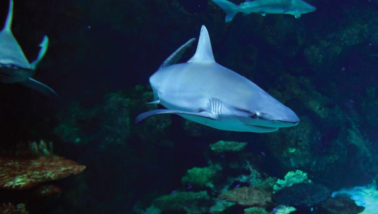 The attraction's multiple exhibits provide an up-close look at undersea creatures.