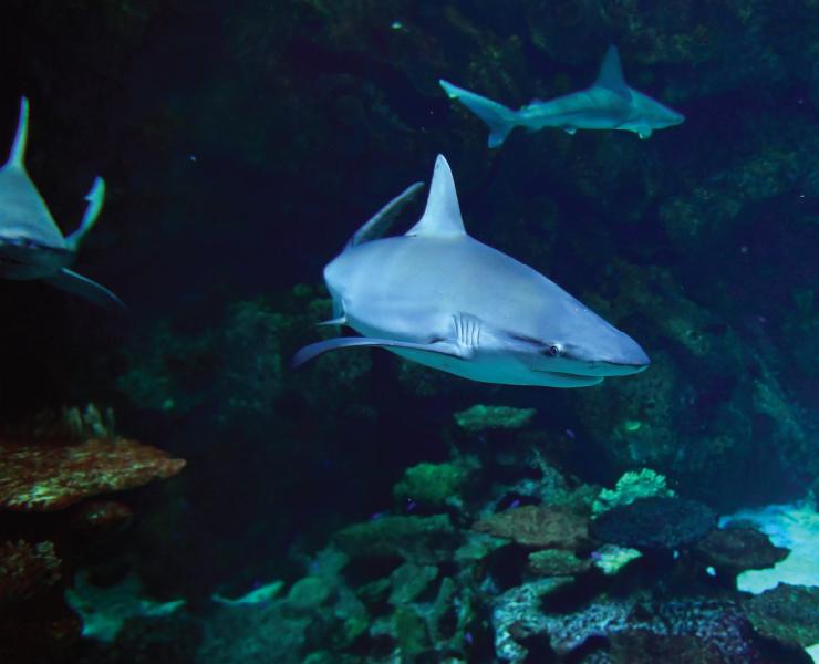 Visitors to the Shark Reef Aquarium at Mandalay Bay take photos