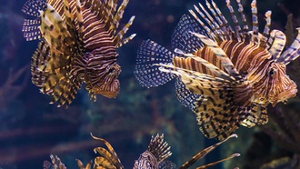 From attractions and shows to restaurants and clubs, there’s so much to do at this ...