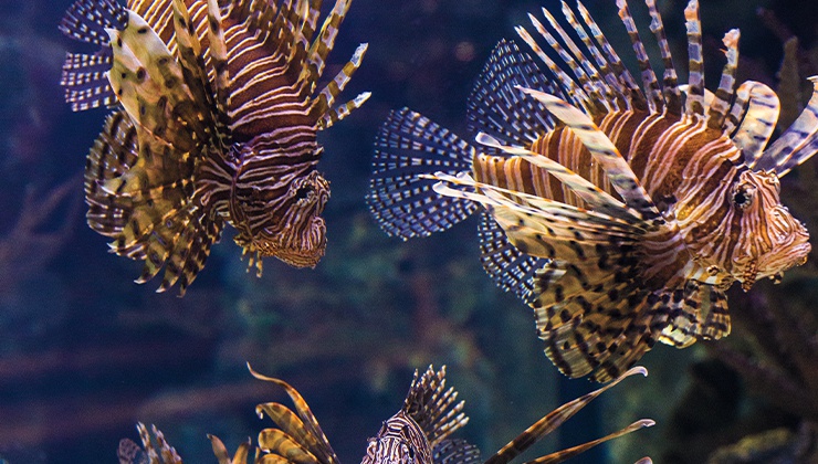 From attractions and shows to restaurants and clubs, there’s so much to do at this ...