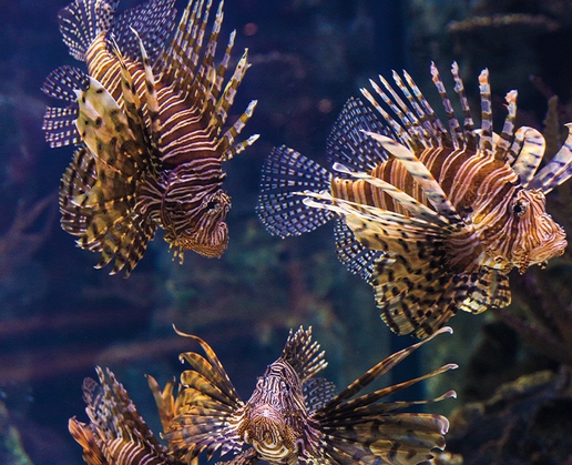 Shark Reef Aquarium at Mandalay Bay in Las Vegas