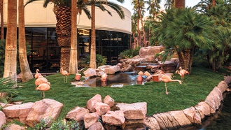 The Flamingo attraction is host to a wide variety of fowl.