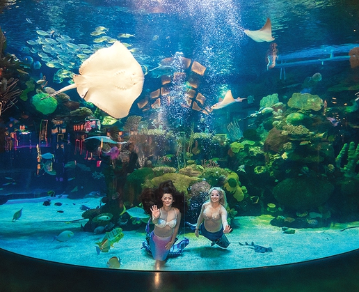 Be a mermaid for a day at Silverton's Mermaid School for Adults in Las Vegas