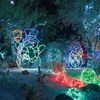 Ethel M's cactus garden will be lit with more than 1 million lights this holiday season