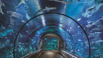 The Mandalay Bay attraction provides safe spaces for encounters with oceangoing apex predators.
