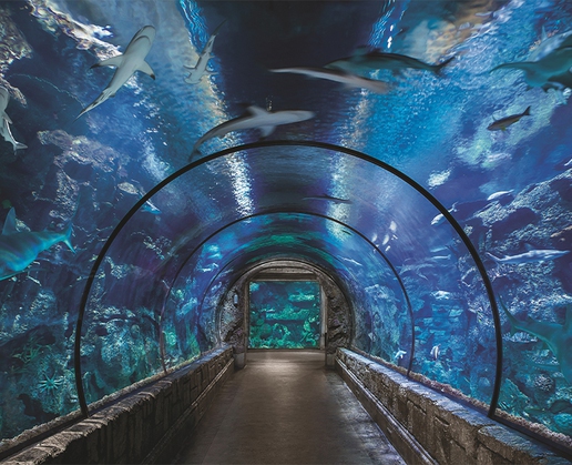 Explore the wonders of the deep at Shark Reef Aquarium at Mandalay Bay in Las Vegas