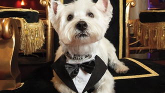 All hail the doggie!