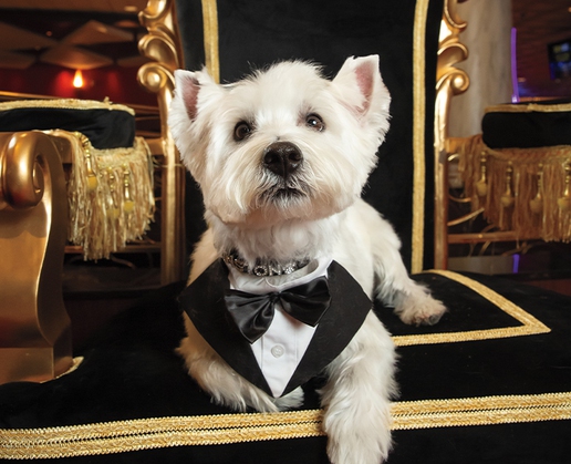 Sir Winston serves as Westgate Las Vegas' official mascot—and friend to all he meets