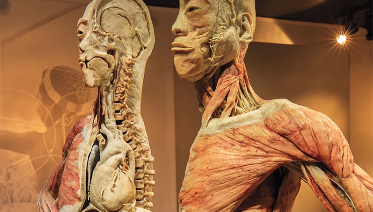 REAL BODIES at Horseshoe Las Vegas offers guests the opportunity to explore the human body ...