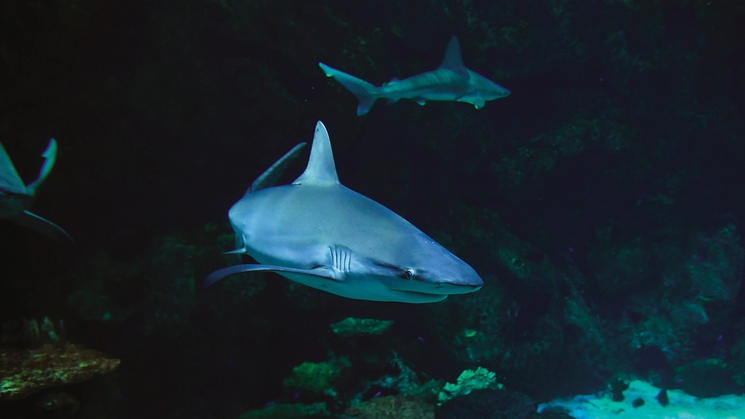 Shark Reef Aquarium at Mandalay Bay in Las Vegas
