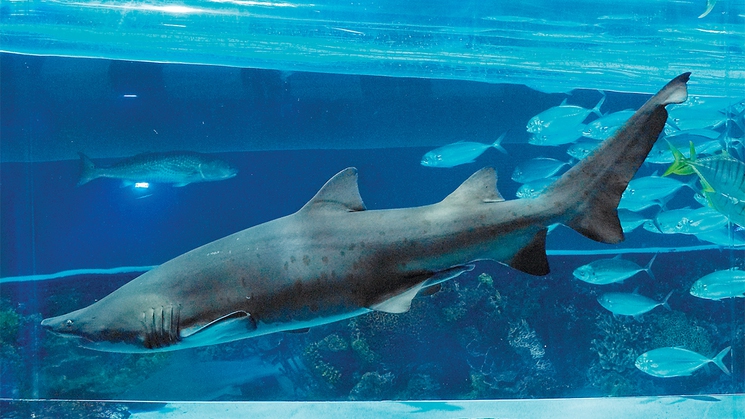 Dive into the Shark Days fun at Golden Nugget in Downtown Las Vegas until July 28