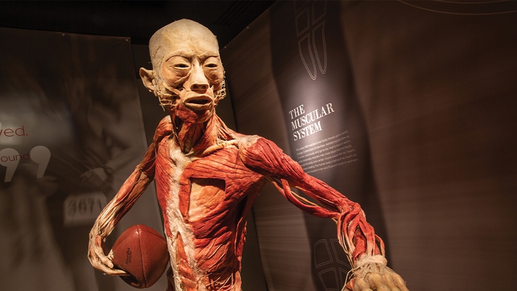 Explore the human condition at REAL BODIES at Horseshoe Las Vegas