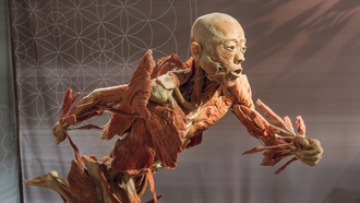 This fascinating attraction explores everything from the lungs and nervous system to love and death.