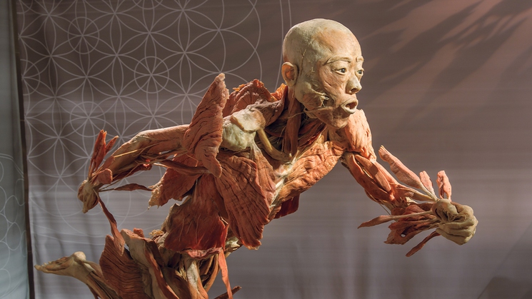 Learn all about the human experience at 'REAL BODIES at Horseshoe Las Vegas'