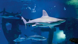 Have the vacation of a lifetime with these totally tubular bucket list items.